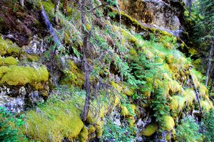 growth on the canyon walls