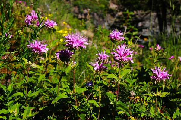 wild flowers of Waterton Lakes