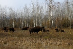 Bison herd by the road