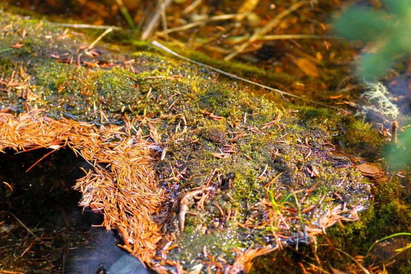 Macrocosm - life on a log floating by a creek