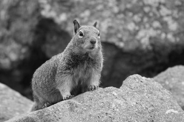squirrel, Morro Rock