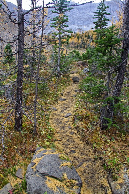 Trail was a larch bed
