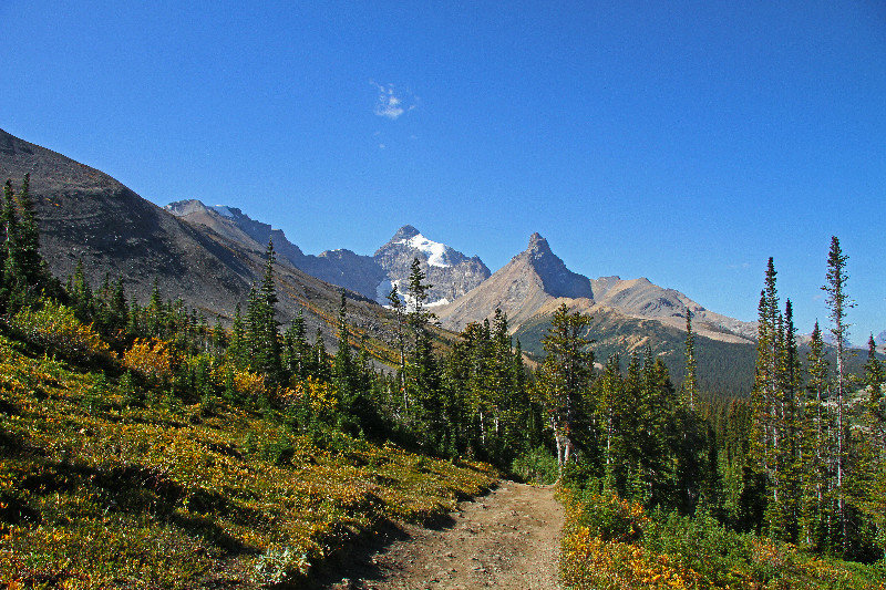 Columbia icefield views and trail