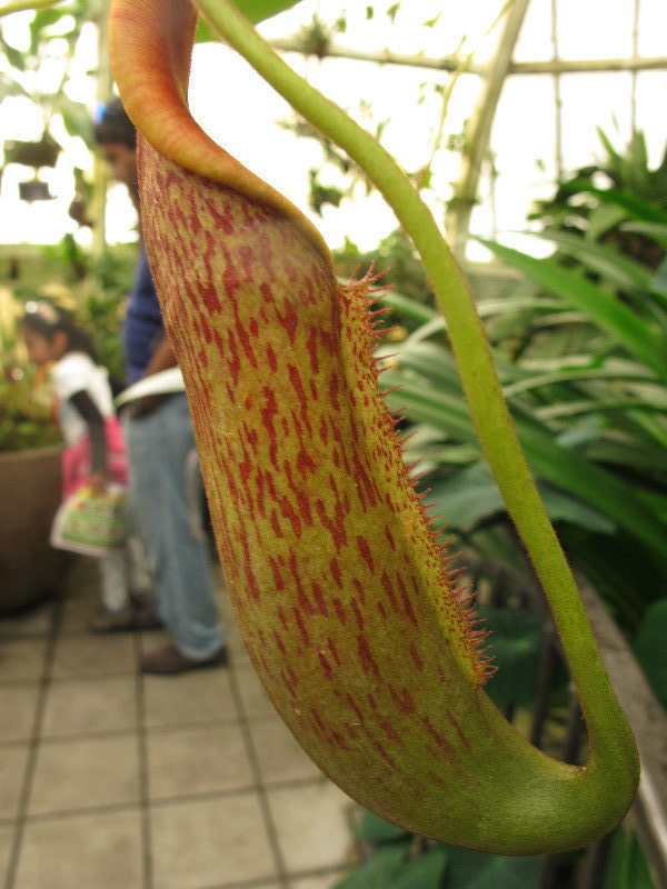 Pitcher plant, Conservatory of Flowers