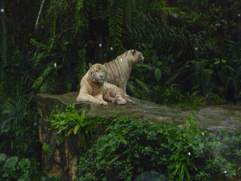 White tigers at Singapore Zoo