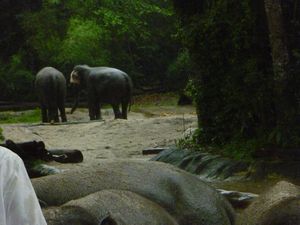 Elephants at Singapore Zoo