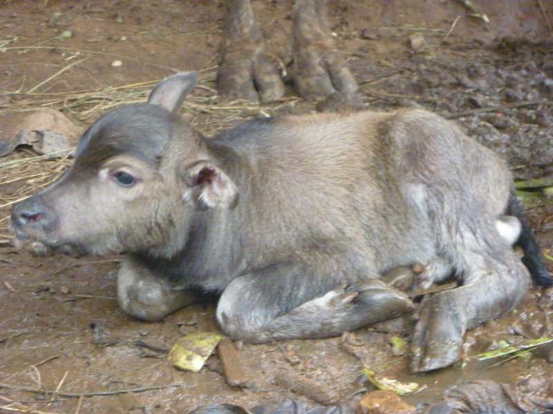 2 day old calf