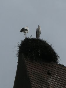 Storks in Eguisheim