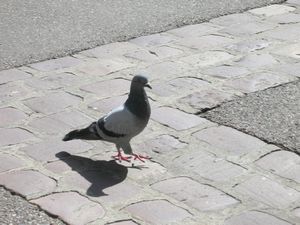 A French pigeon