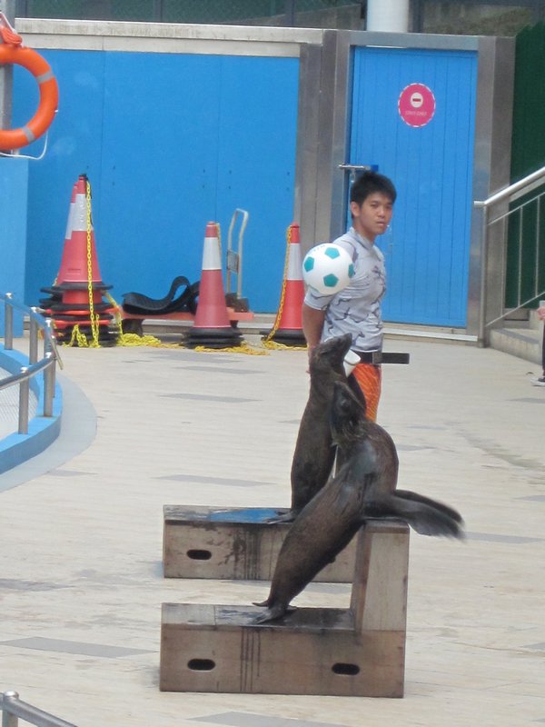 A Seal doing Keepy Uppy's!