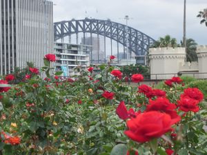 Harbour Bridge from the Botanicals