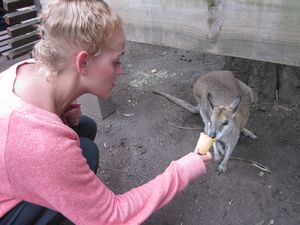 Amber feeding the 'roos