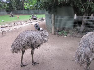 Scary Emu's