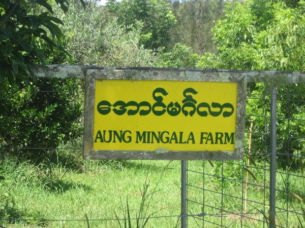 Aung Mingala Farm