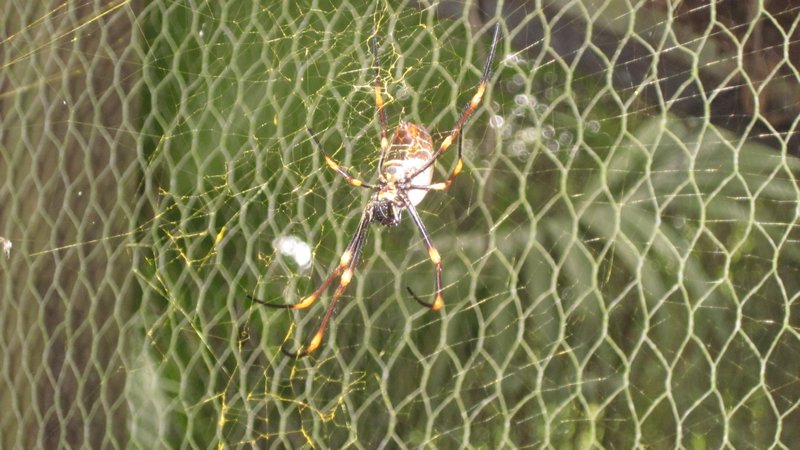 Spider with yellow web...