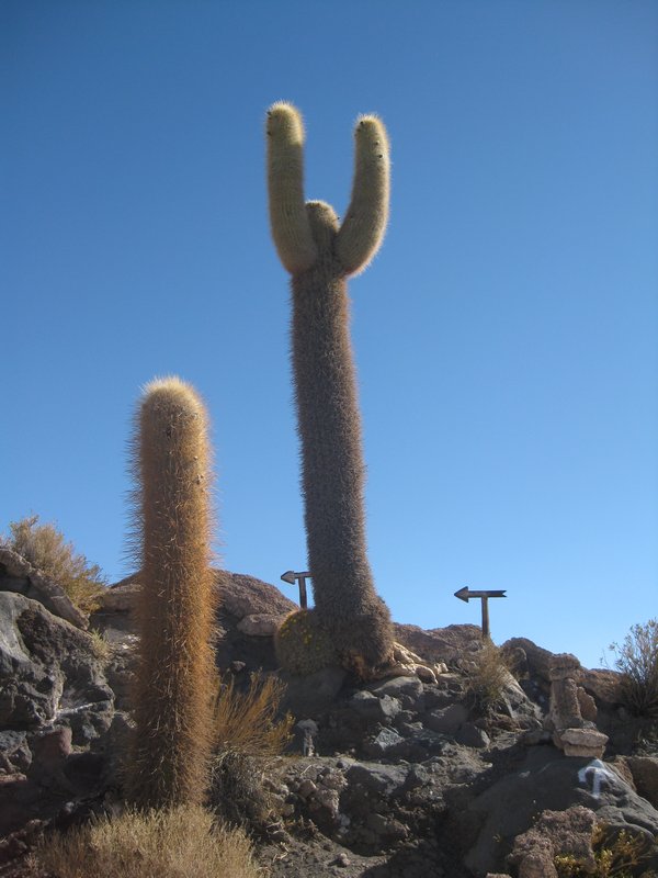 900 year old cactus