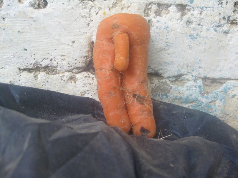 The greatest carrot ever