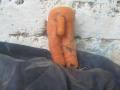 The greatest carrot ever