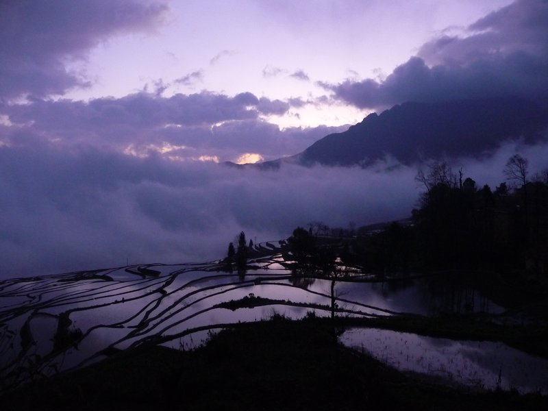 Rice paddies at dusk
