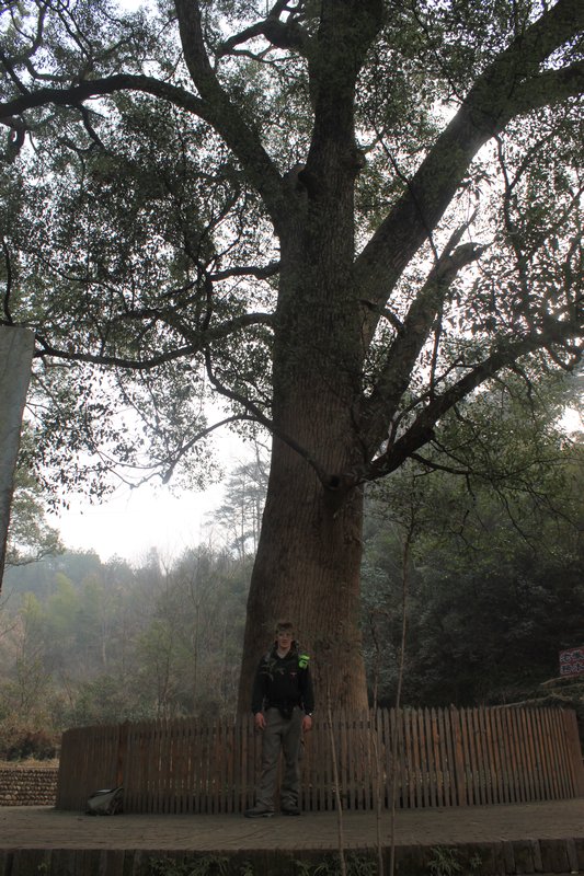1,800 year old tree