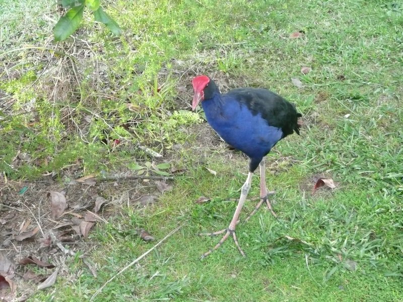 Rotorua strange bird