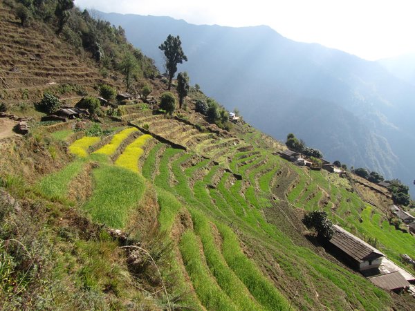 Landwirtschaft in den Annapurnas