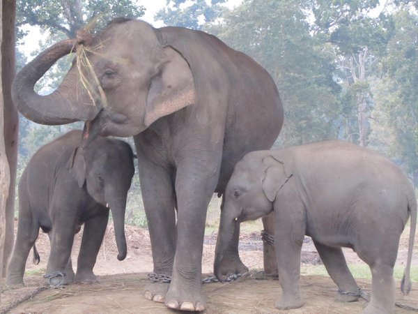 Chitwan, Elefantenmutter in der Zuchtstation