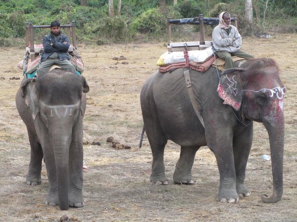 Chitwan, Safari auf den Elefanten