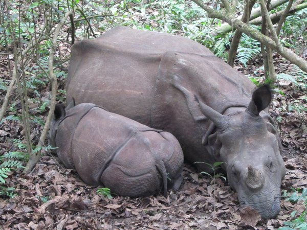 Chitwan, Nashorenmutter entdeckt, Entfernung 4m weit, 4m hoch auf dem Elefanten
