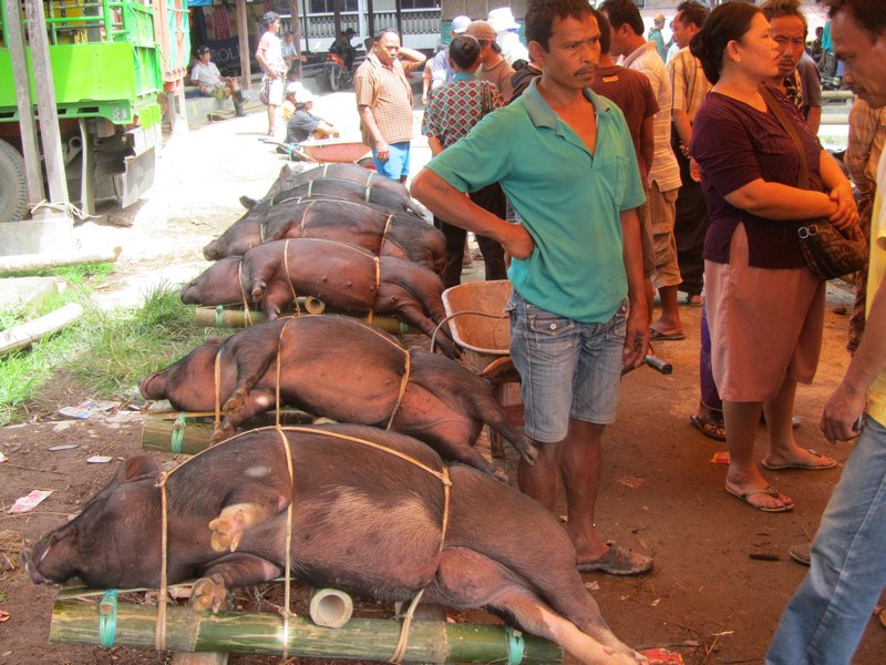 Tana Toraja, Opferschweine auf Markt