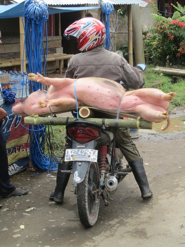 Tana Toraja, Opferschweine auf Markt