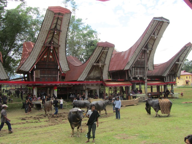 Tana Toraja, Beerdigung, Vorbereitung fuer Bueffelkaempfe