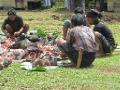 Tana Toraja, Beerdigung, Schweineopferung