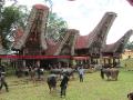 Tana Toraja, Beerdigung, Vorbereitung fuer Bueffelkaempfe