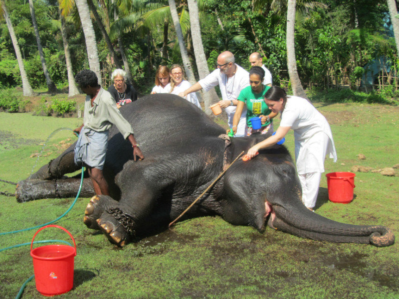 ab hier zurueck in Indien, Ammas Ashram, waschen einen heiligen Elefanten, Lakshmi
