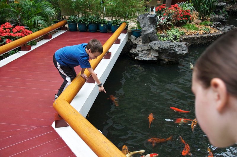 Joshua checking out the fascinating Koi fish in the hotel lobby.