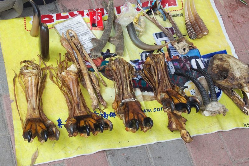 Tragic Tiger Paws in the Chinese medicine market. 