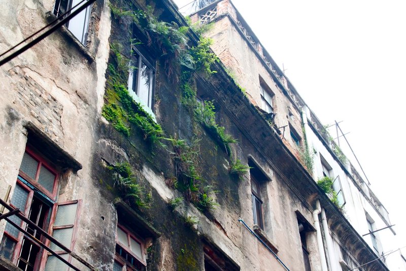 Decrepit Buildings with ferns growing out the side.