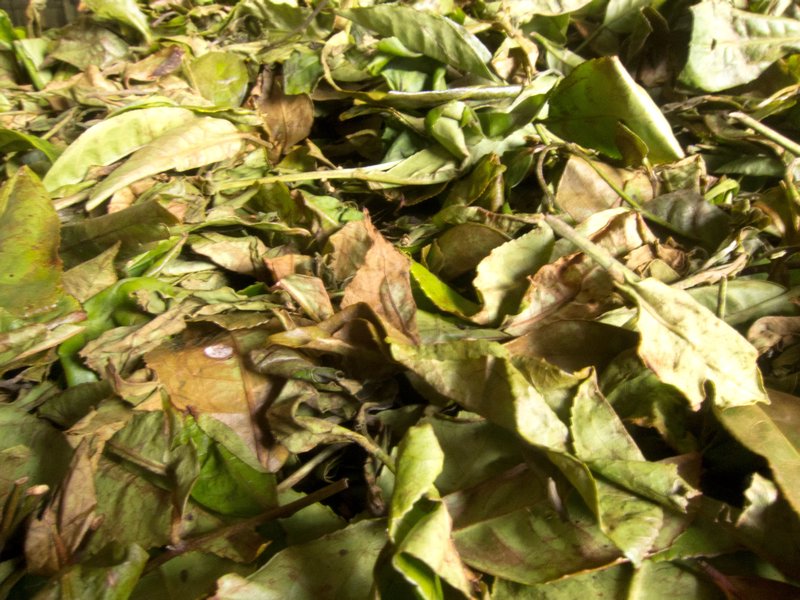 Pagilaran tea leaves