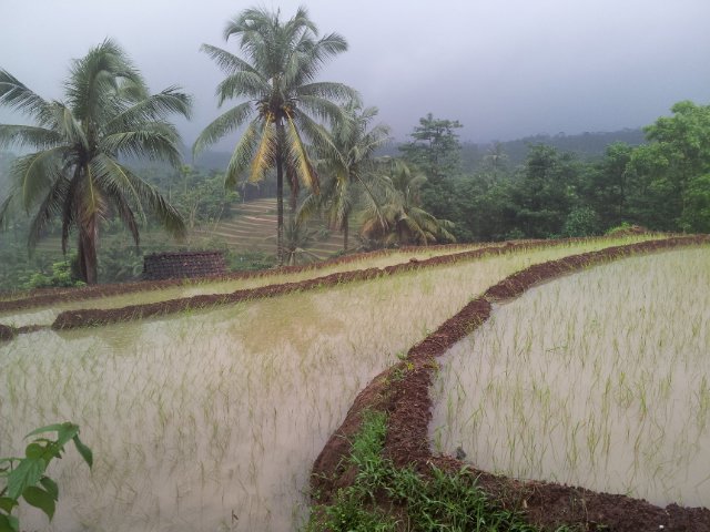 Rice Terraces of Bate Alit