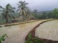 Rice Terraces of Bate Alit