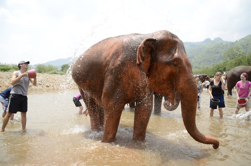 Songkran Elephants!!
