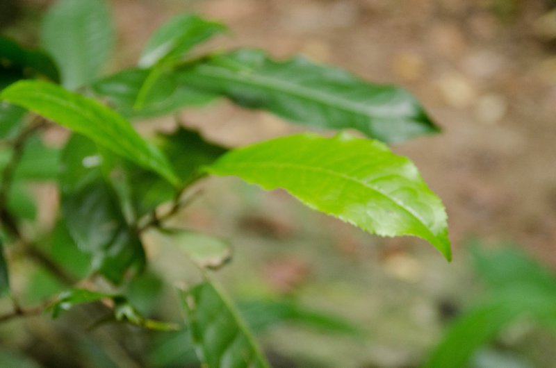 Assam Tea Leaf