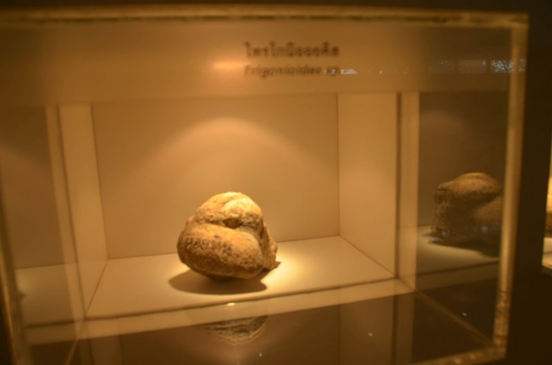 Ancient seashell fossils