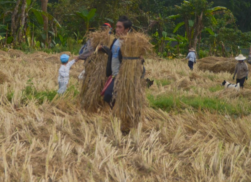 Gathering the rice for threshing