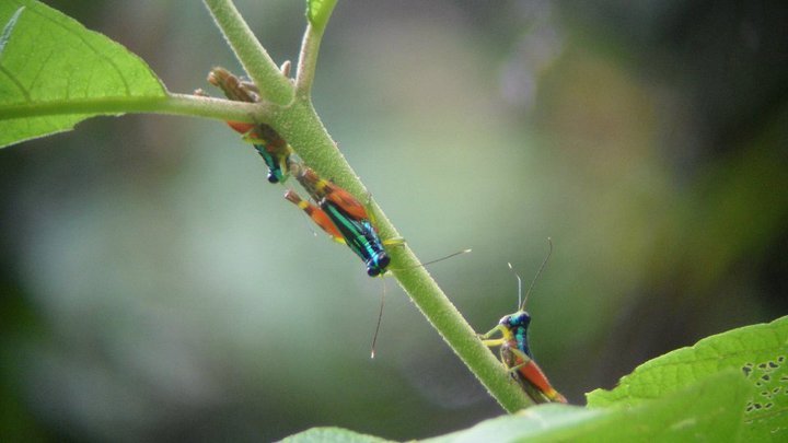 Rainbow crickets