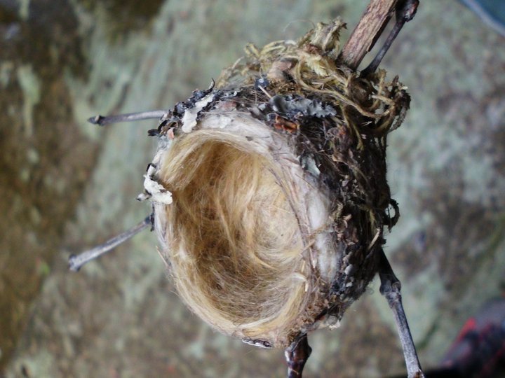 Humming birds nest (tiny, think big thumb nail)