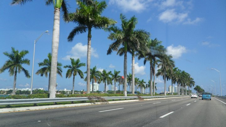 Palm trees on the highway