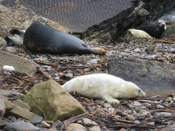 Seals at Burwick
