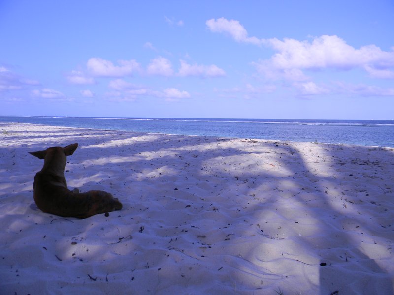 Koira ja Tiwi beach